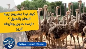 كيف تبدا مشروع تربية النعام بالمنزل ؟ دارسة جدوى وطريقة الربح