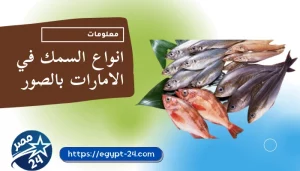 انواع السمك في الامارات بالصور